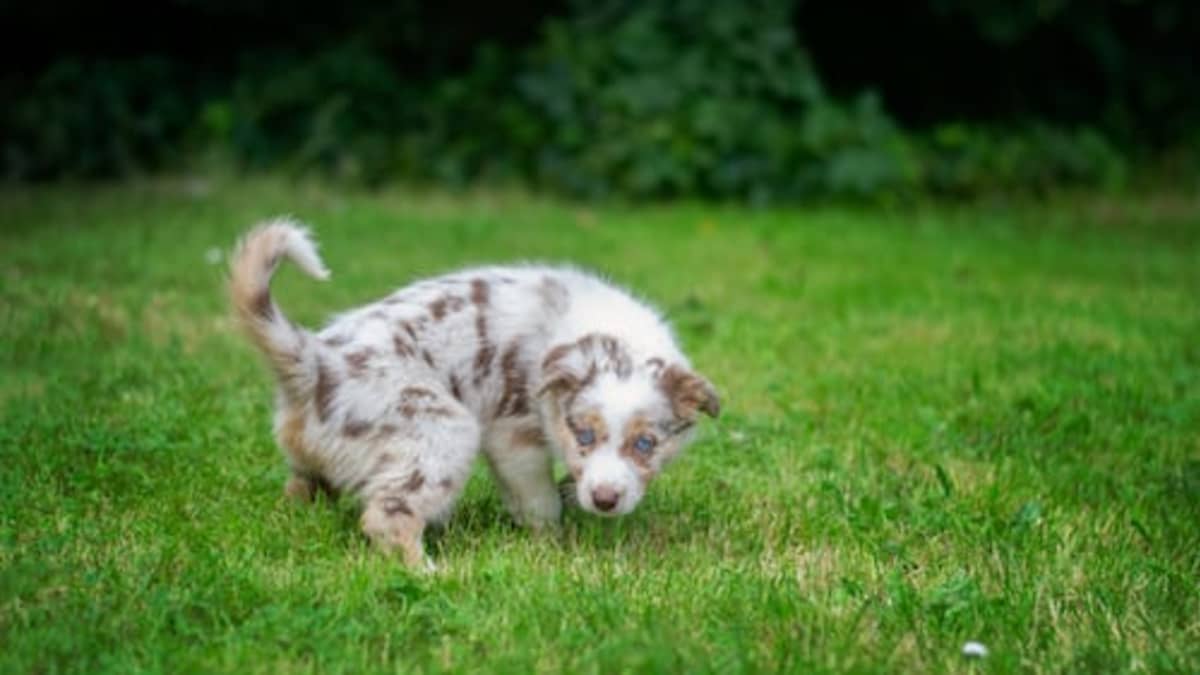 Brown Urine in Dogs