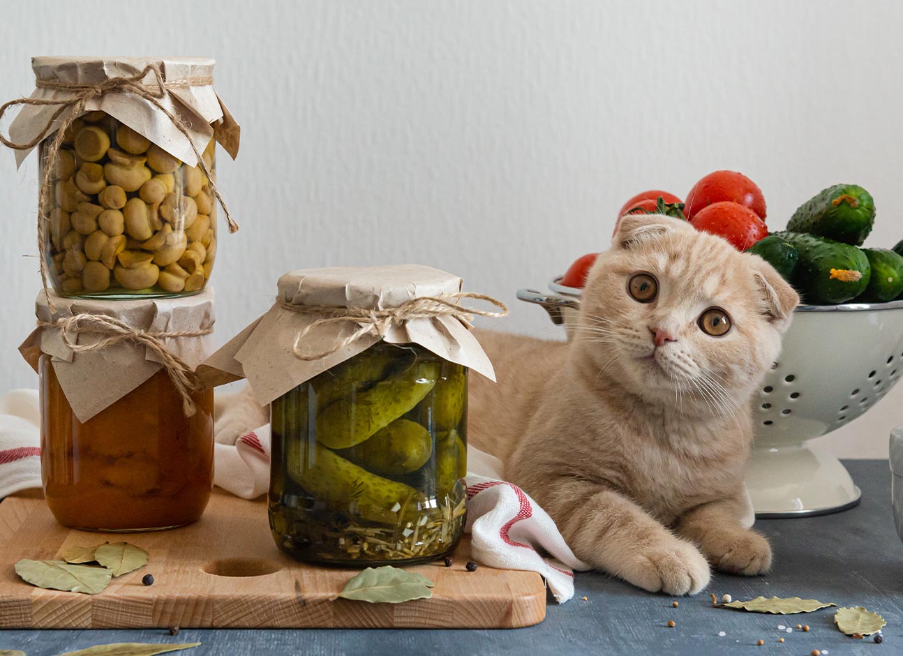 Can Cats Eat Pickles
