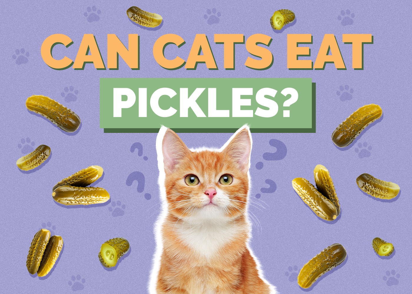 Can Cats Eat Pickles