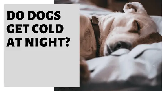 Do Dogs Get Cold at Night