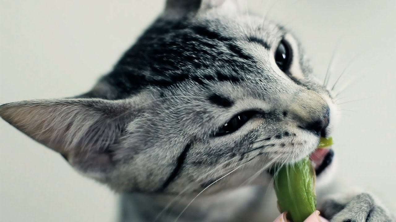 Can Cats Eat Artichokes or Asparagus