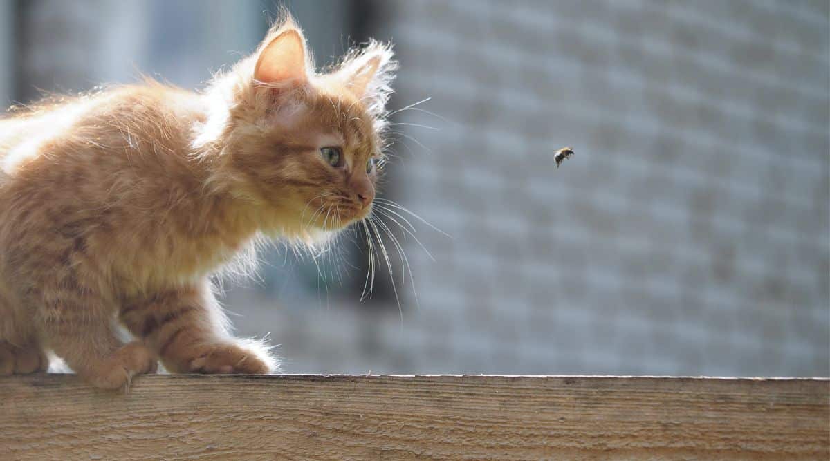 Can Cats Eat Wasps