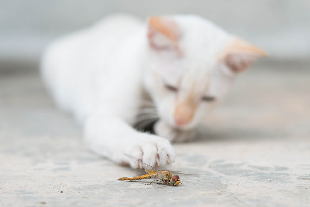 Can Cats Eat Wasps