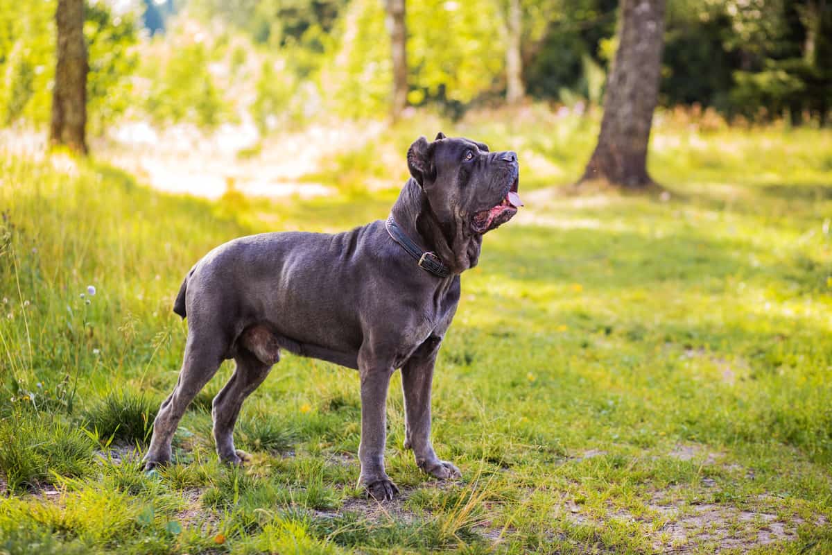 Does Cane Corso Have Blue Eyes