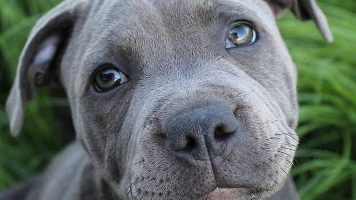 Does Cane Corso Have Blue Eyes