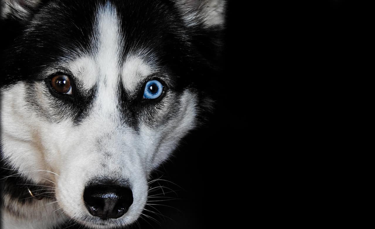 Can Huskies See In The Dark