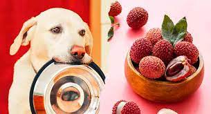 Can Dogs Eat Lychee Fruit
