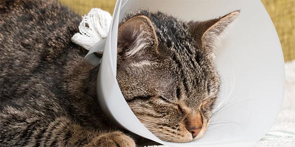 How to care for your cat after an operation