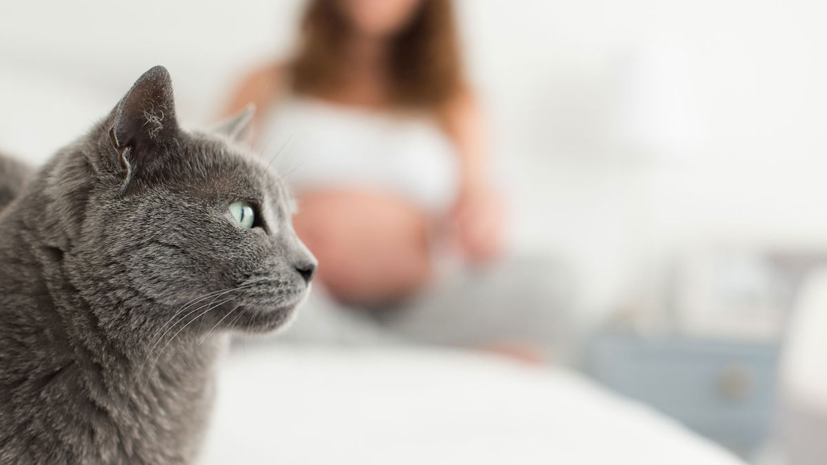 Why Do Cats Attack Pregnant Women 