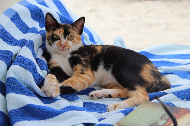 Can I Take My Cat to the Beach