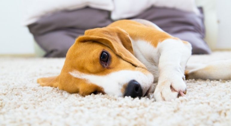 Dog Rubs Face on the Carpet After Eating