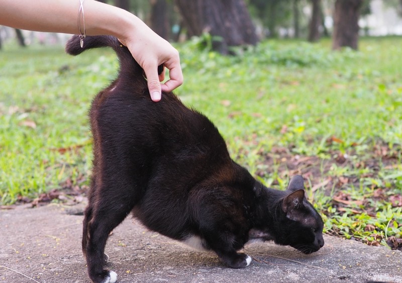 Why Do Cats Like Butt Pats