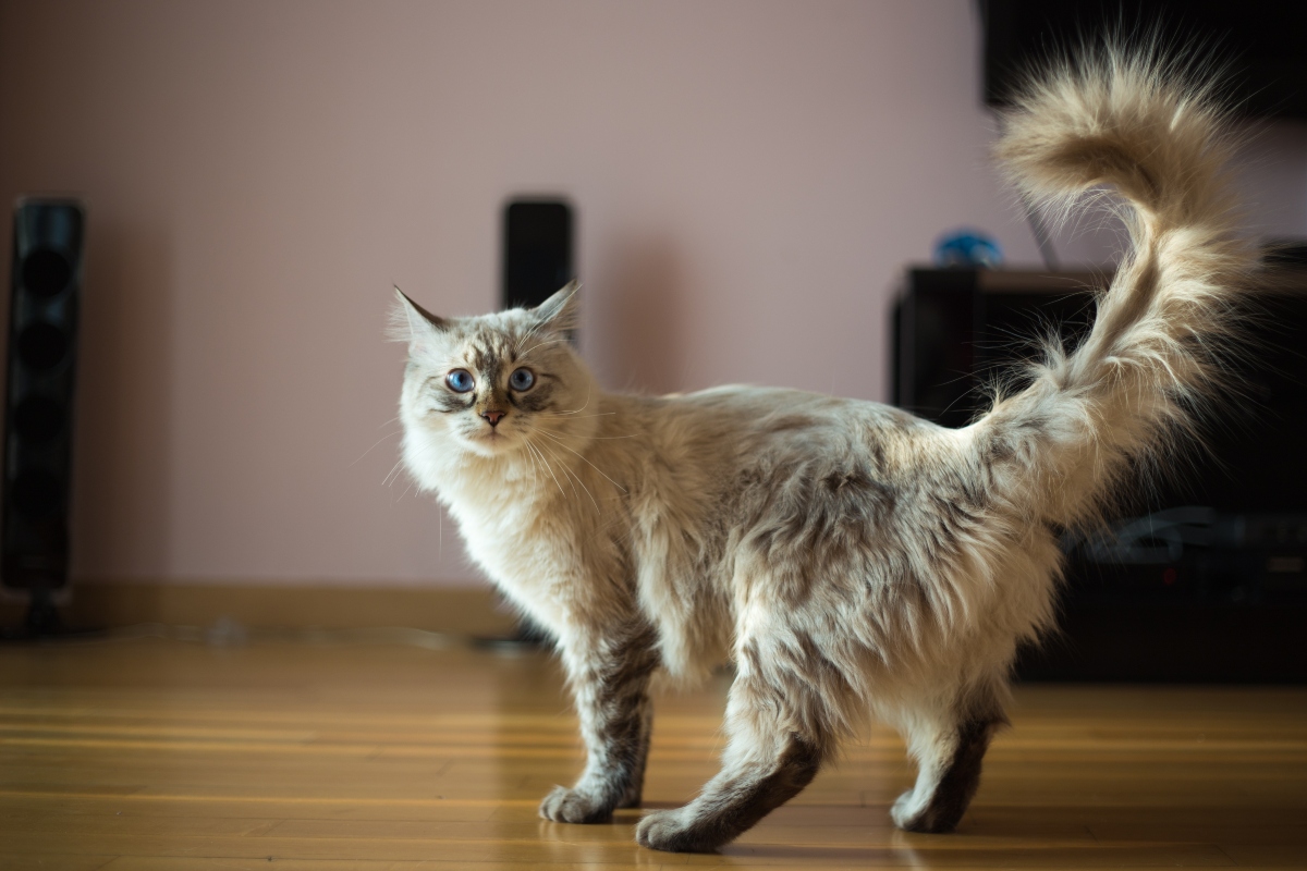 Why a cat’s tail can fall off