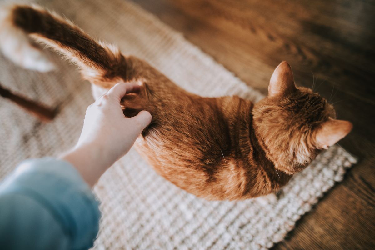 Why a cat’s tail can fall off