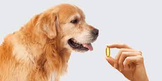 I Almost Killed My Dog With Fish Oil 