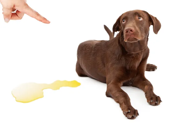 Brown Urine in Dogs