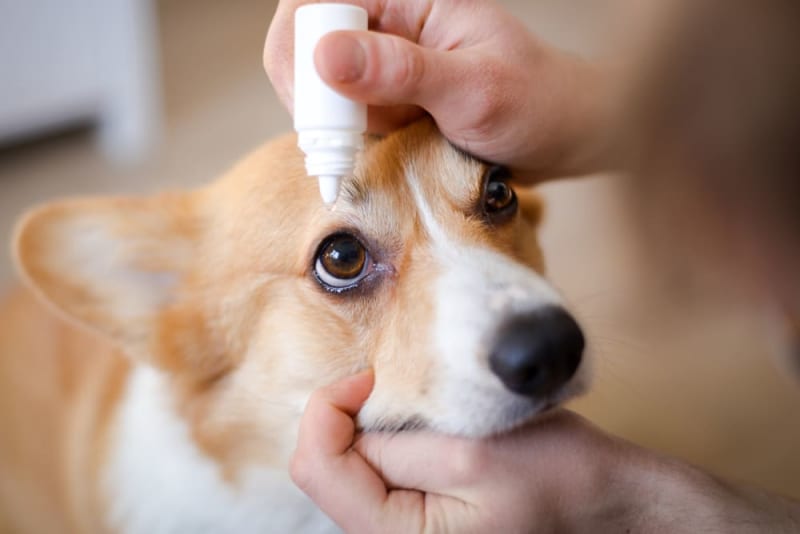 Can You Use Polysporin In Your Dog Eyes