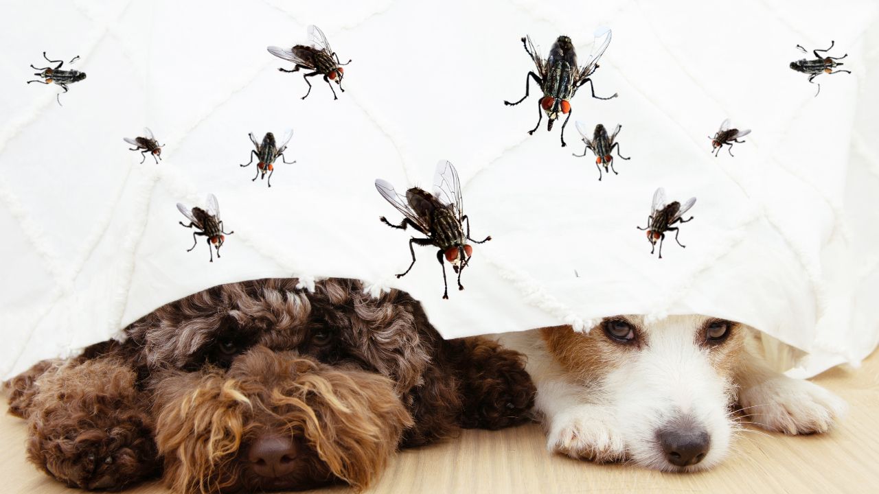 Why Are Some Dogs Afraid of Flies