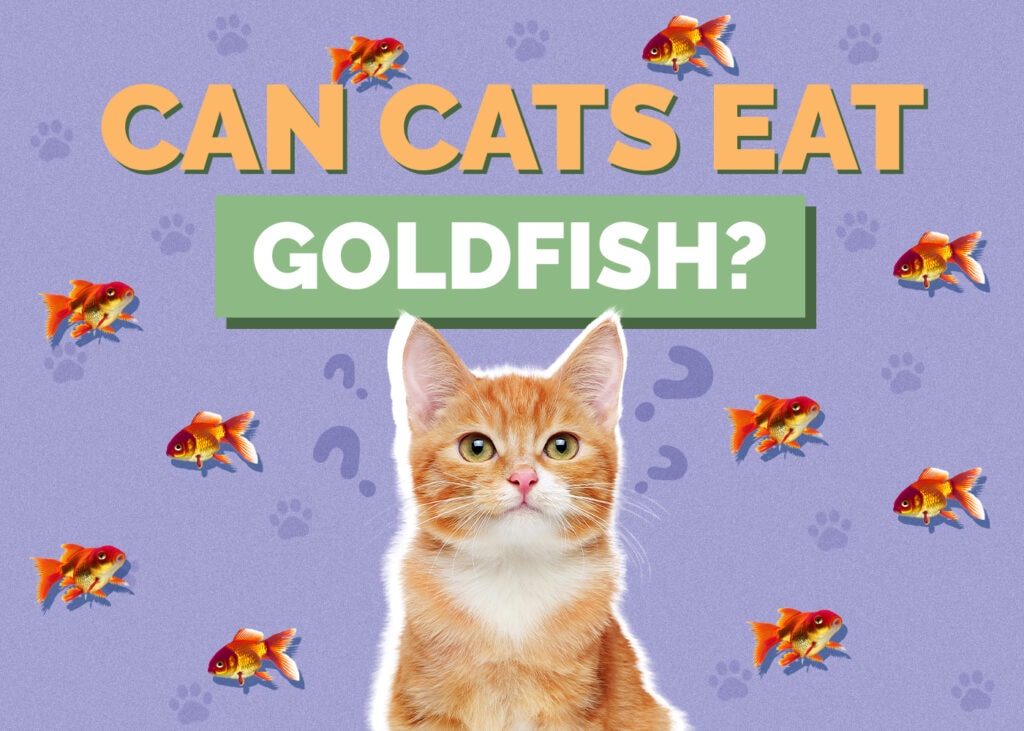 Can Cats Eat Fish Sticks