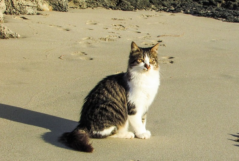 Can I Take My Cat to the Beach